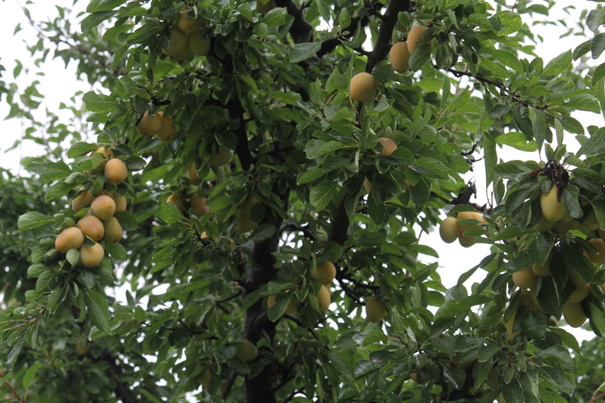 Prugna Gialla di Von Hartwiss