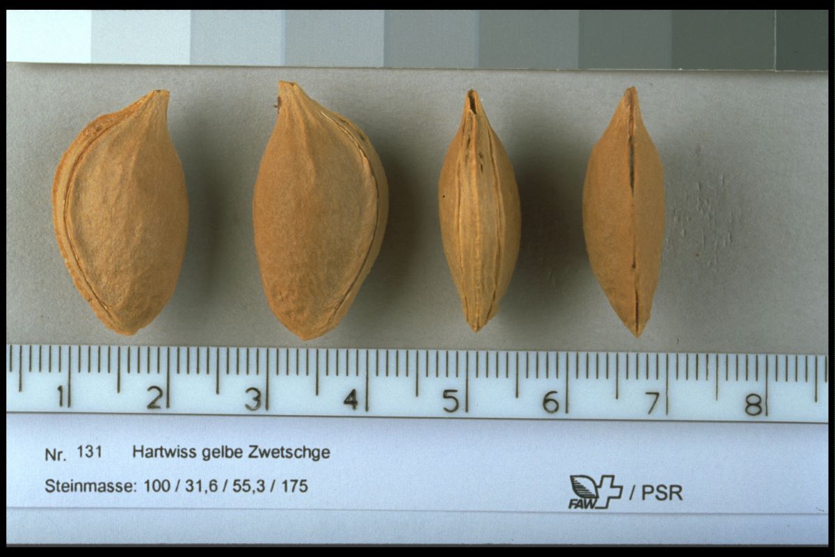 Prugna Gialla di Von Hartwiss