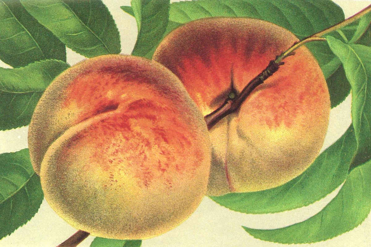 Kernechter vom Vorgebirge