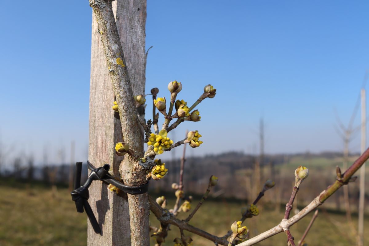 Gelbe Frühe