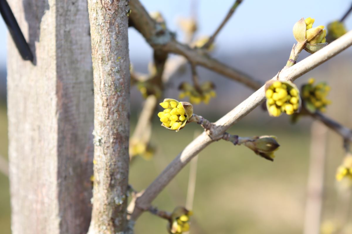 Gelbe Frühe
