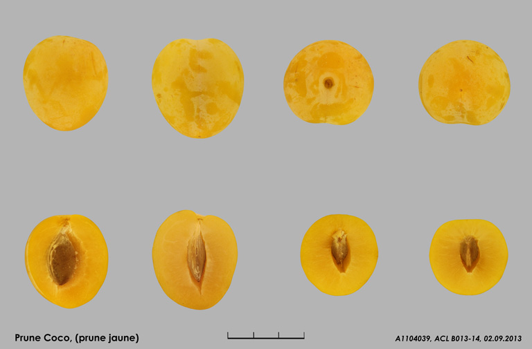 Prune Coco