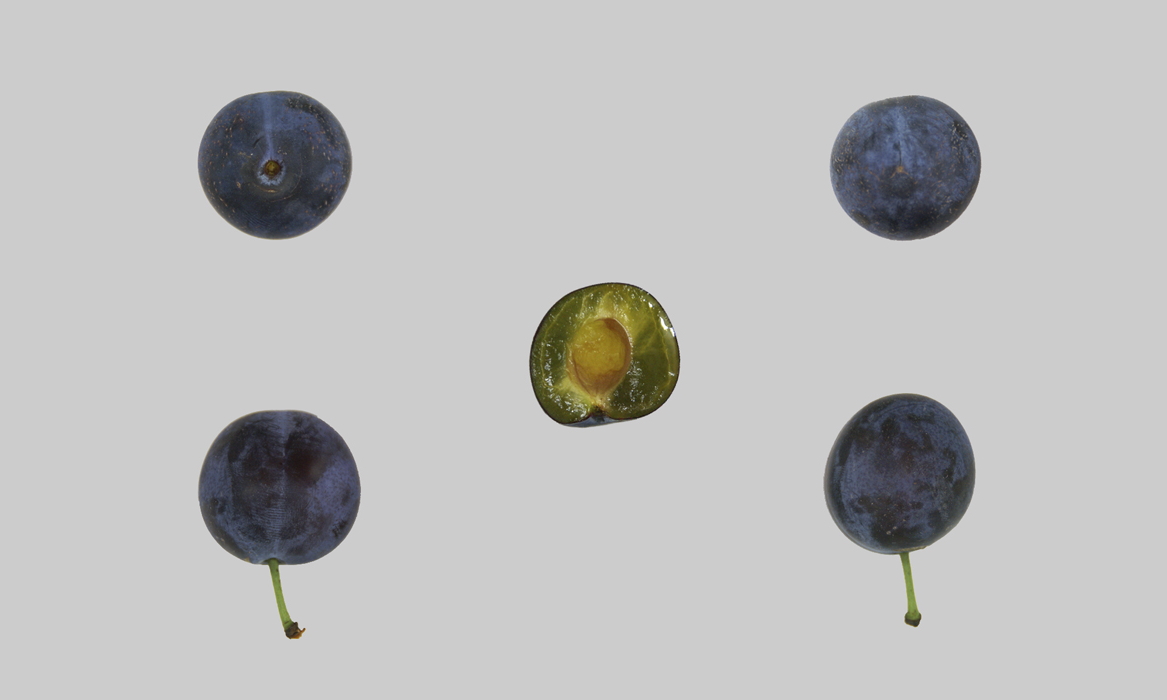 Zwetschge aus La Chaux