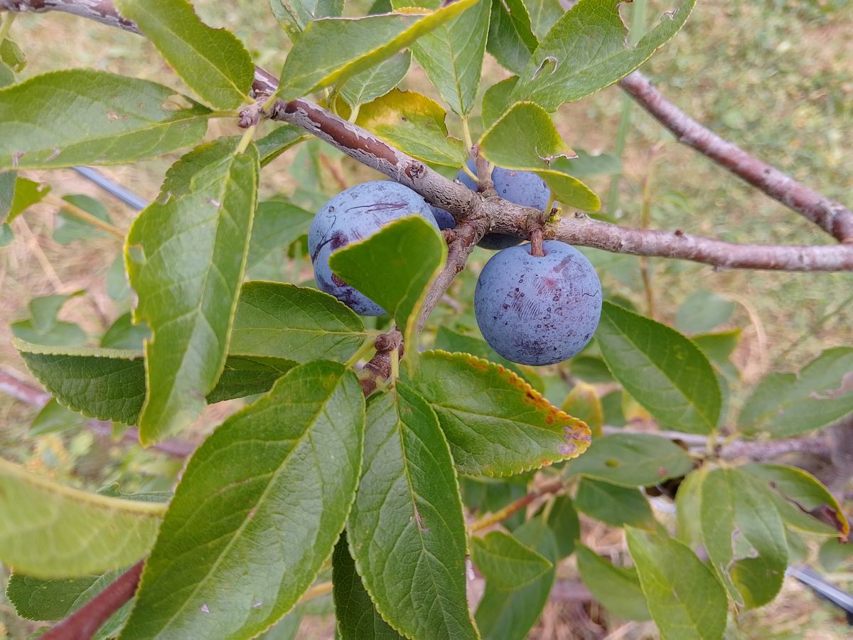 Prune de la Vallée de Joux