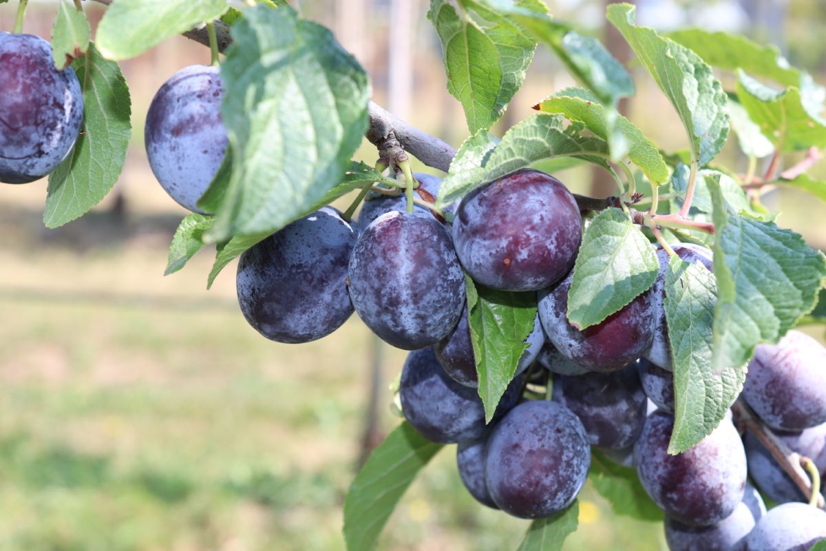 Prune de Romairon