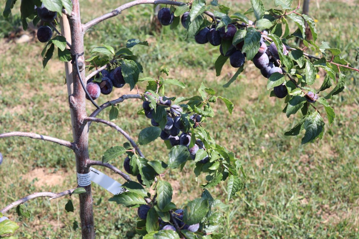 Prune de Romairon