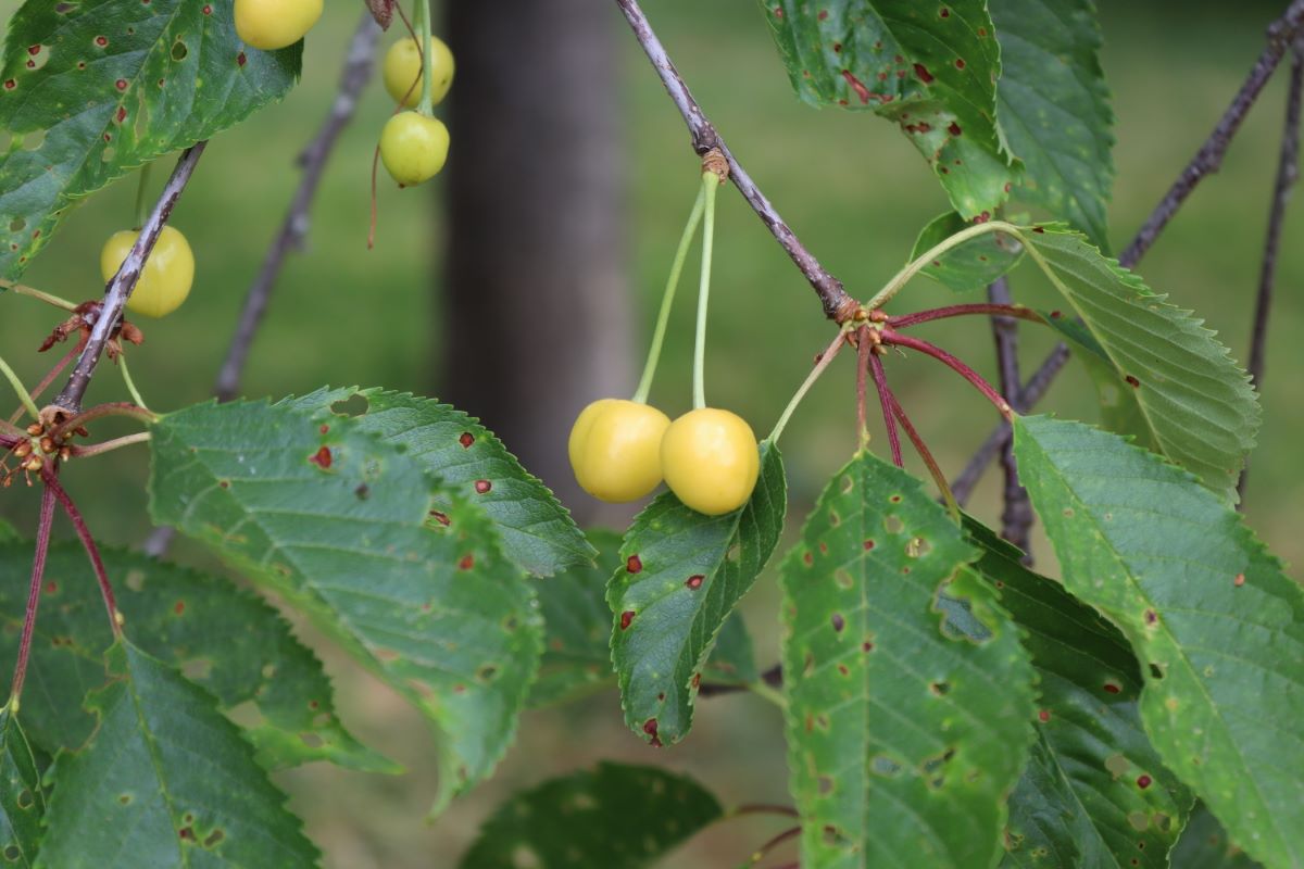 Cerise Jaune de Buchillon