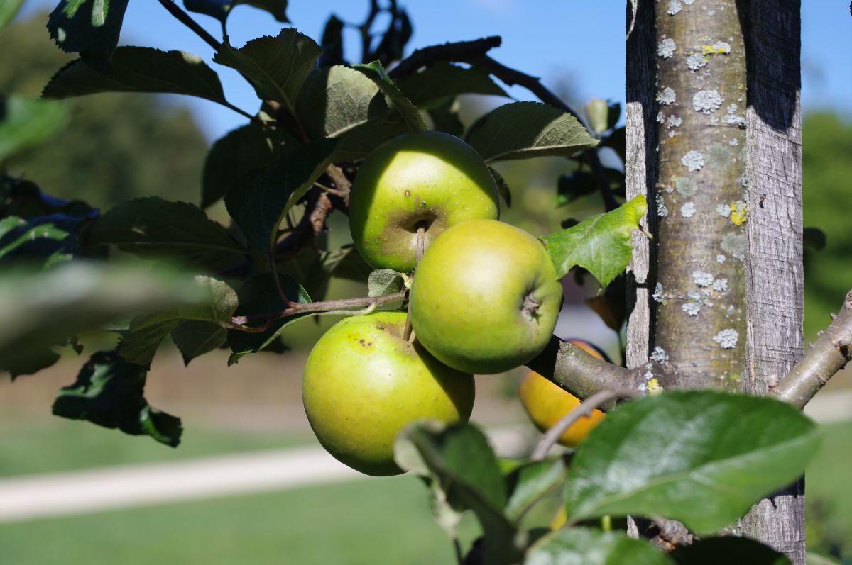 Court Pendu Gris Dordogne