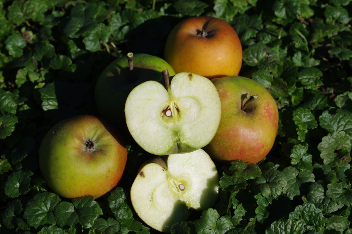 Court Pendu Gris Dordogne