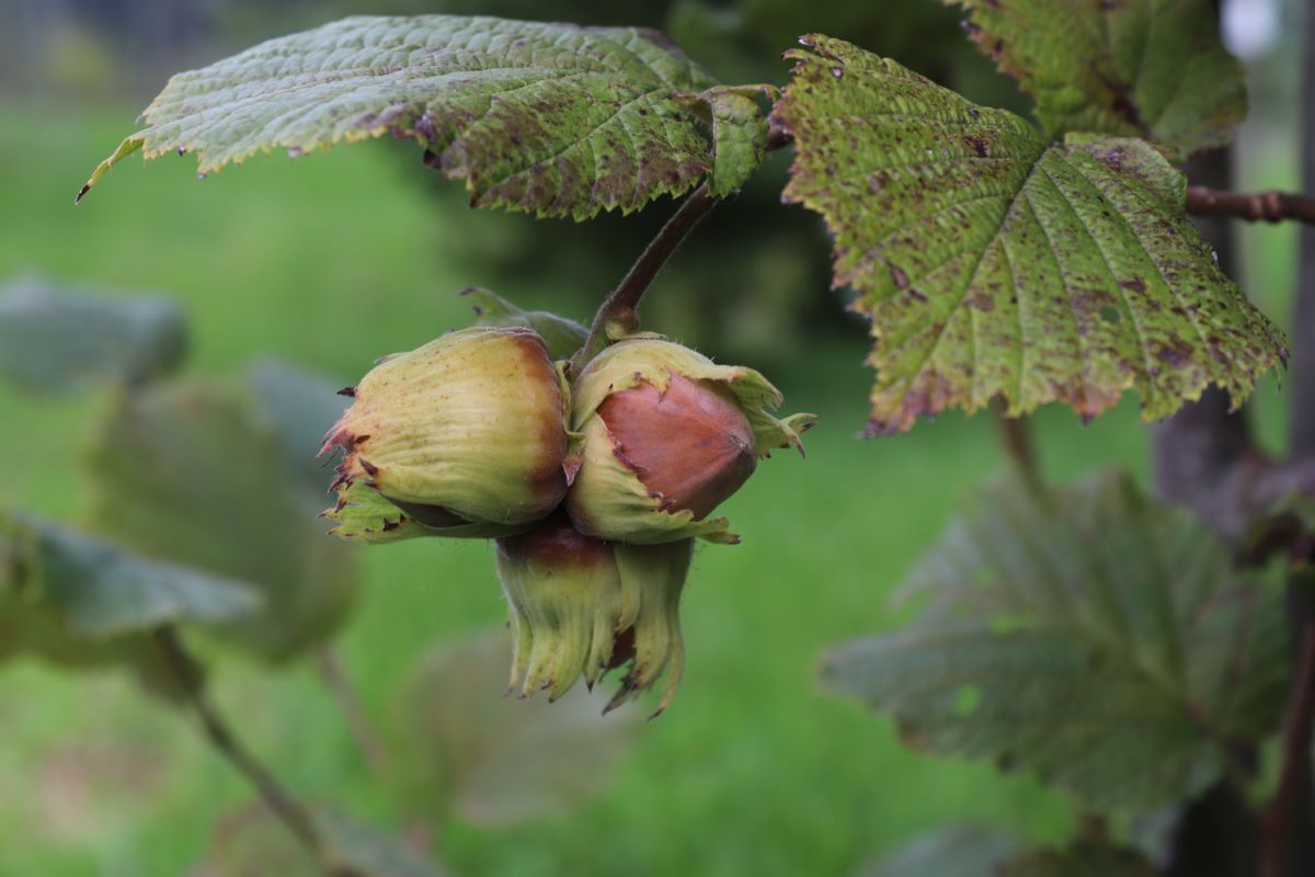 Wunder von Bollweiler