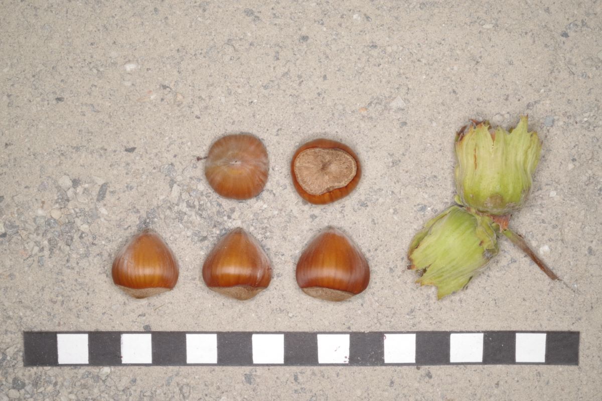 Wunder von Bollweiler