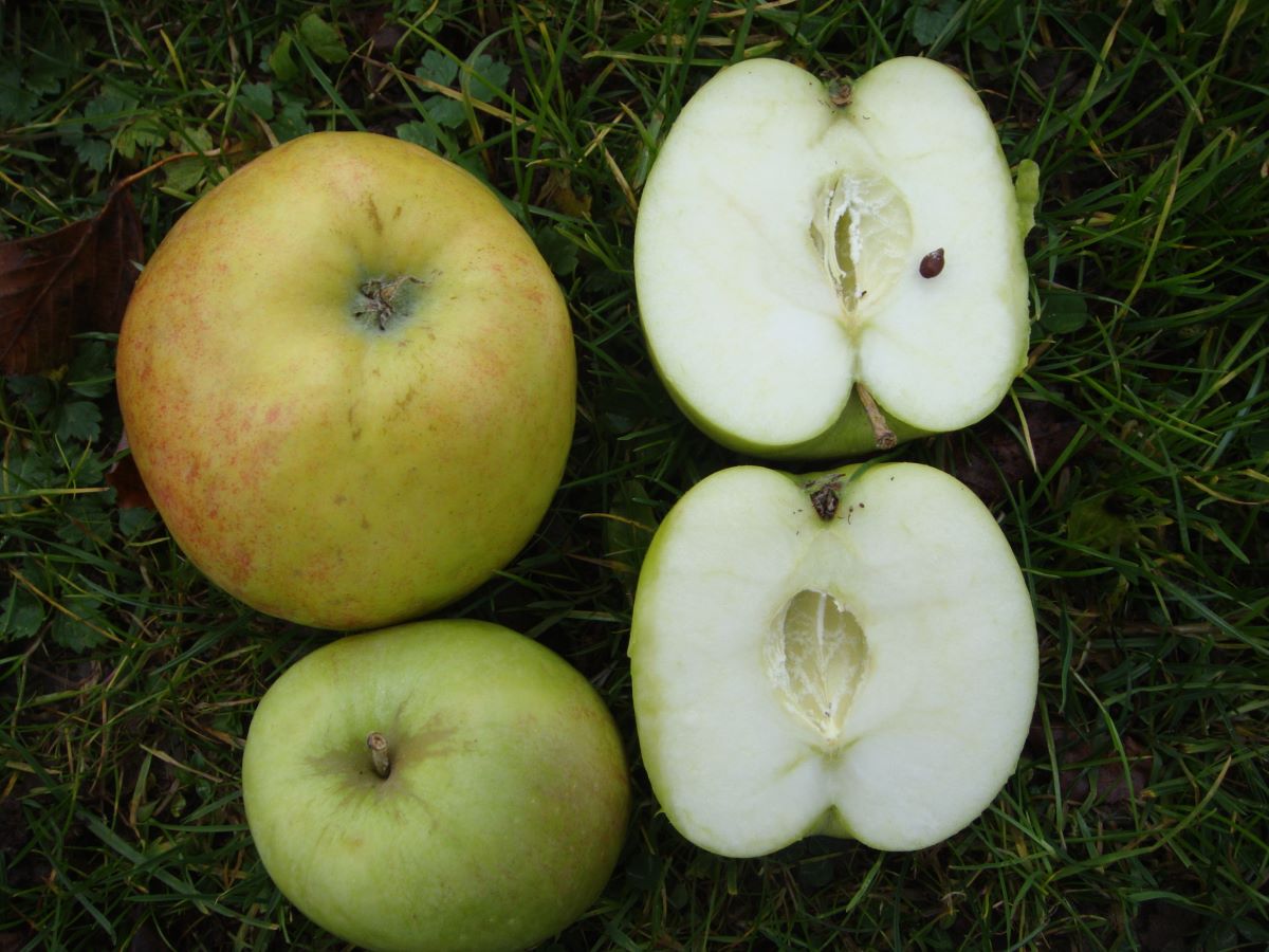 Doppelter Prinzenapfel