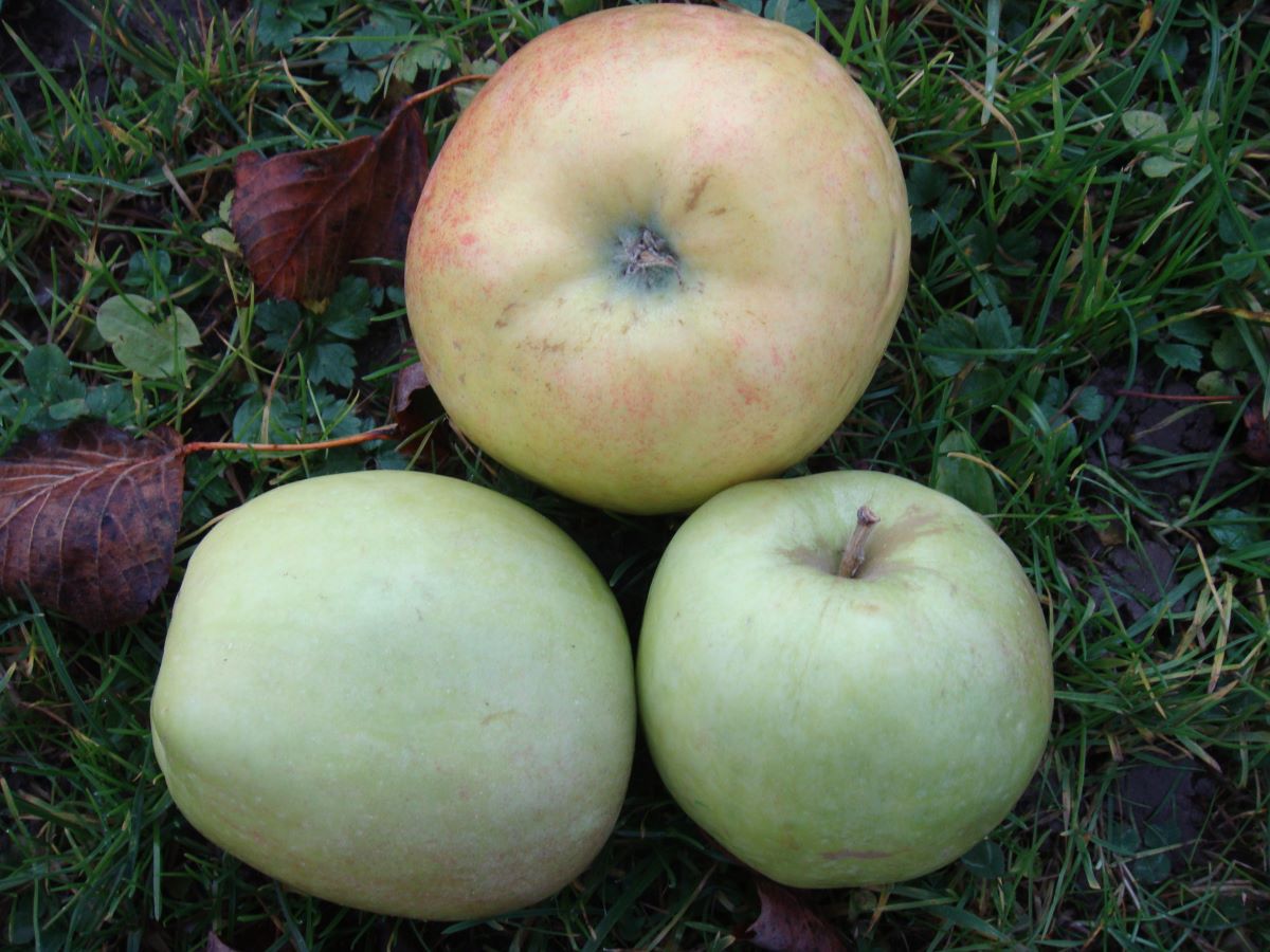 Doppelter Prinzenapfel