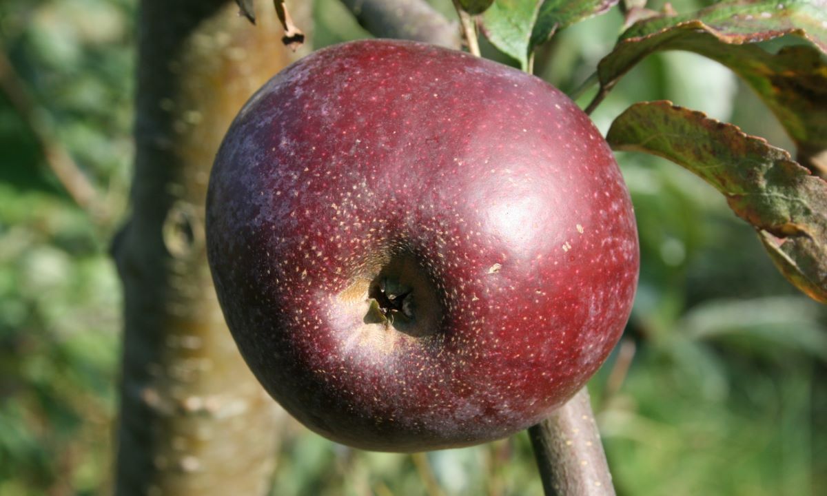 Schwarzschillernder Kohlapfel