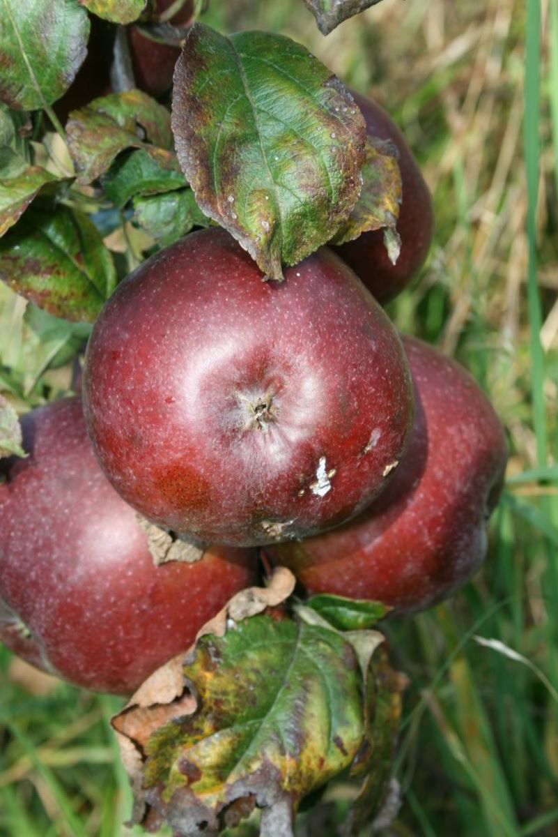 Schwarzschillernder Kohlapfel