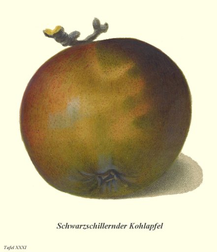 Schwarzschillernder Kohlapfel
