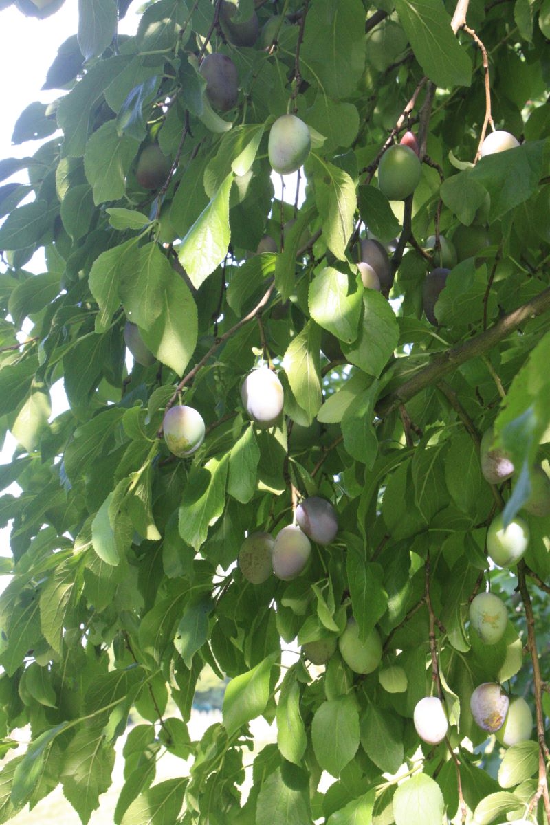 Hauszwetschge Etscheid