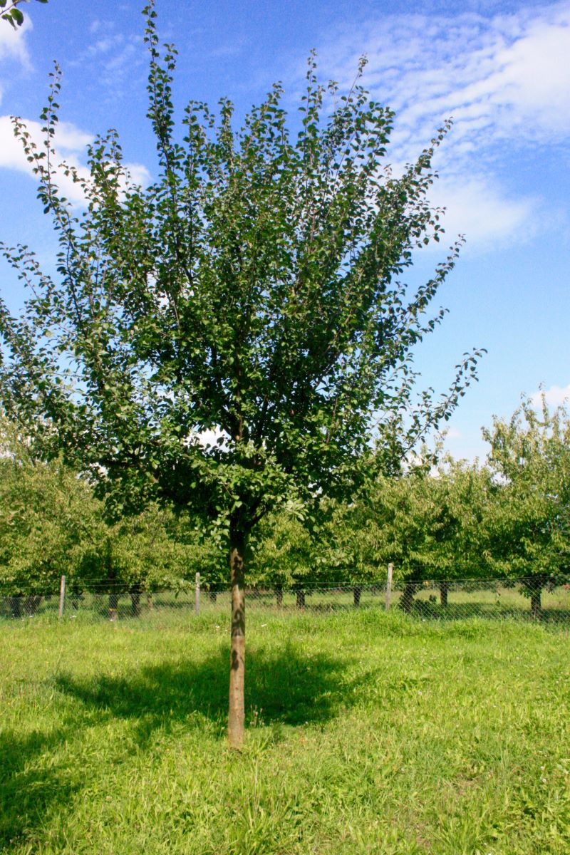 Frühe Mirabelle Plattenh.