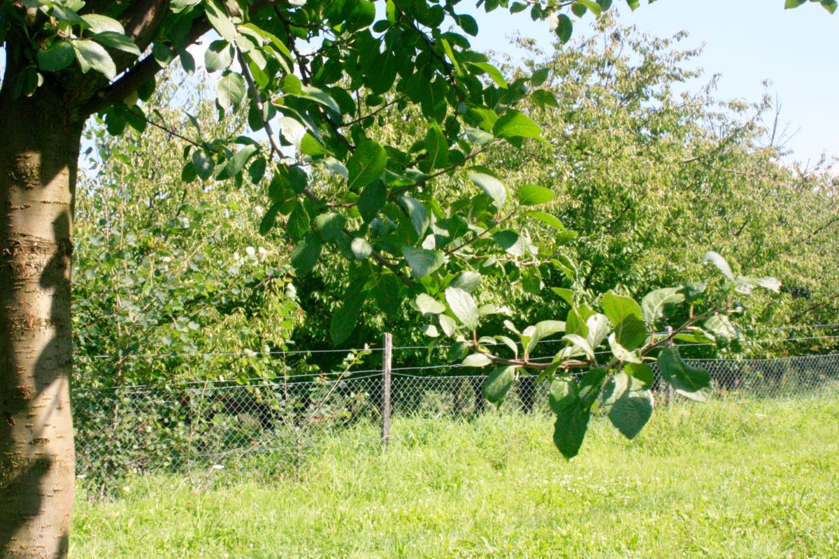 Frühe Mirabelle Plattenh.