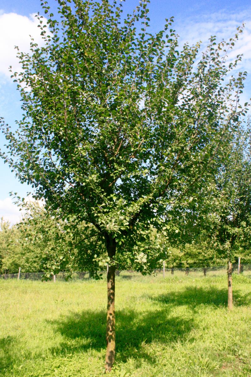 Frühe Mirabelle Plattenh.