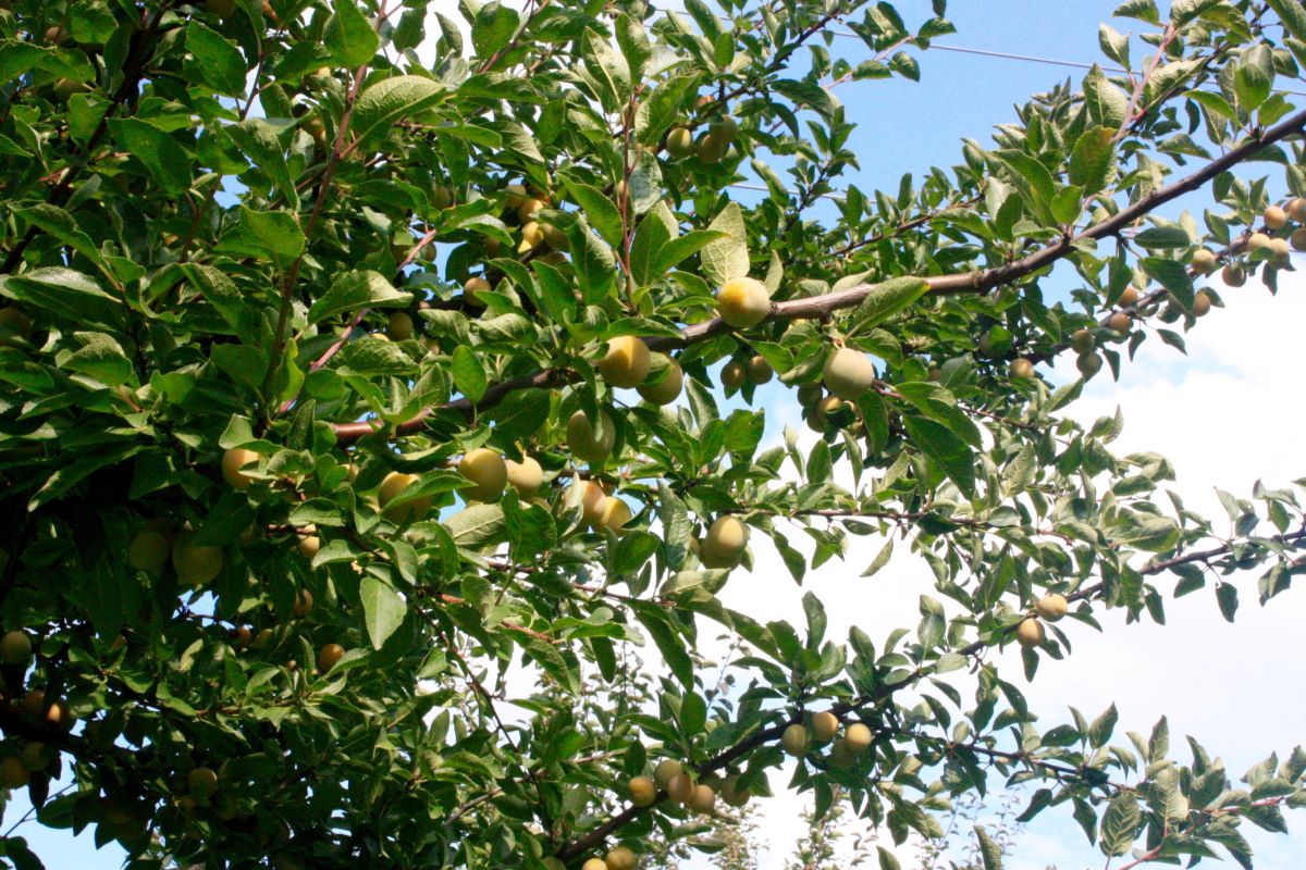 Mirabelle de Septembre