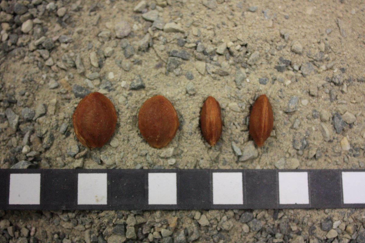 Mirabelle de Septembre