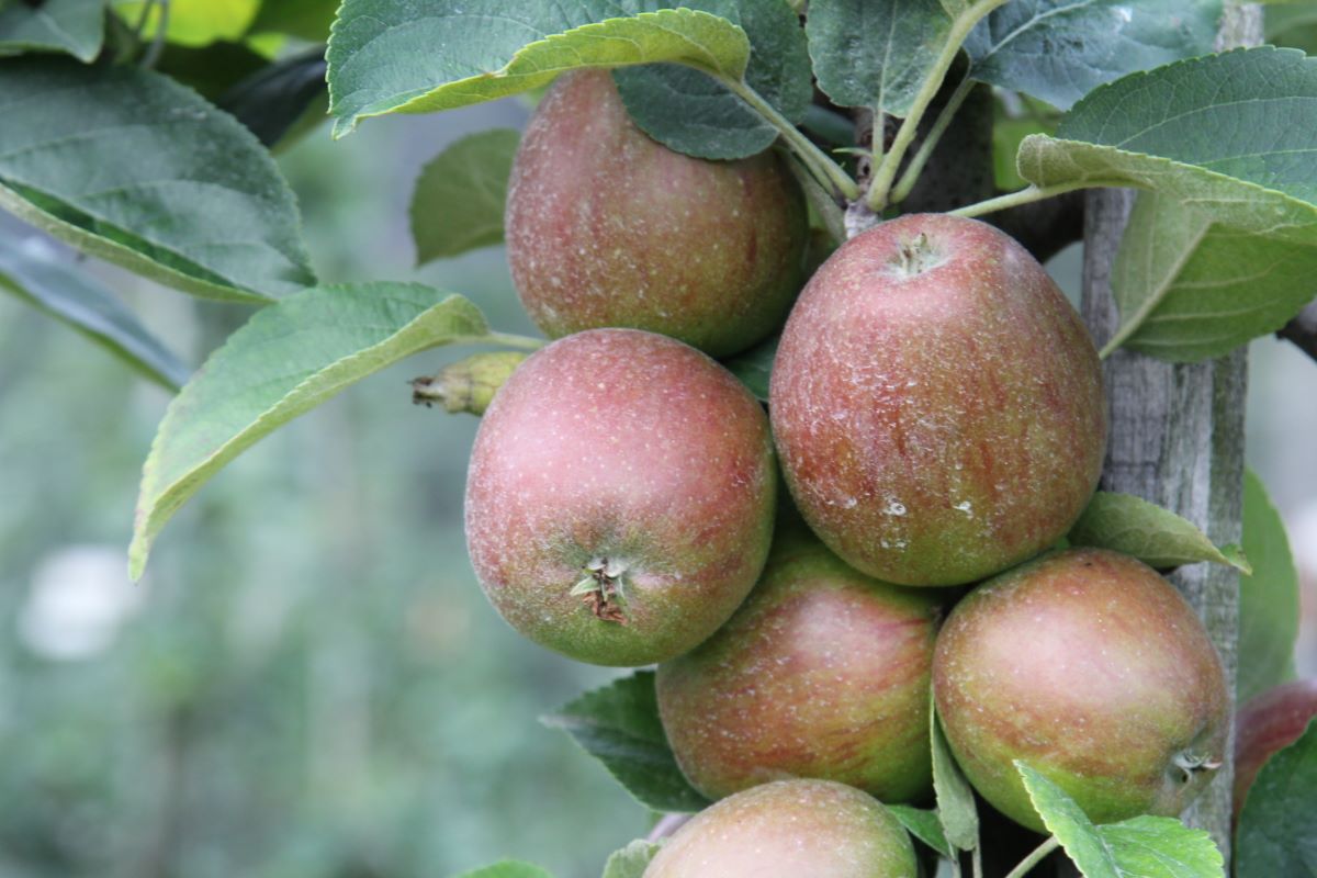 Cousinotte Rouge d'Hiver