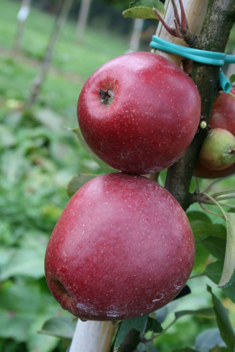 Cousinotte Rouge d'Hiver