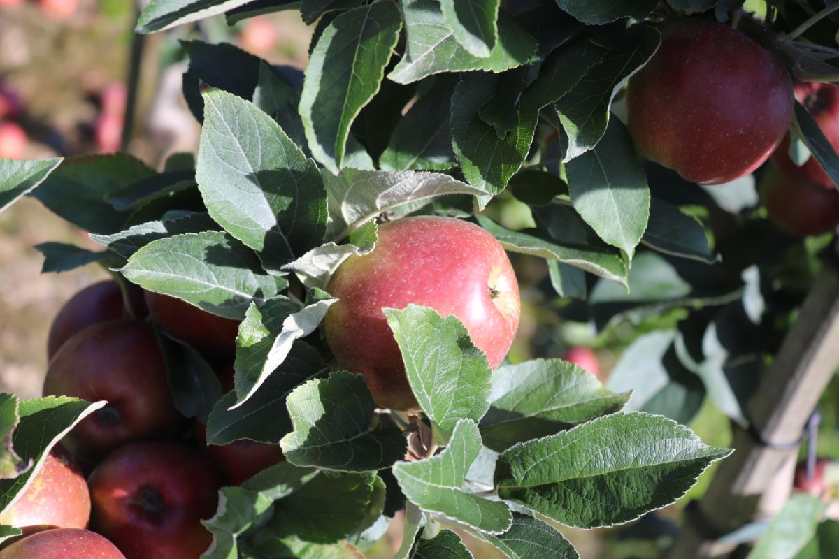 Cousinotte Rouge d'Hiver