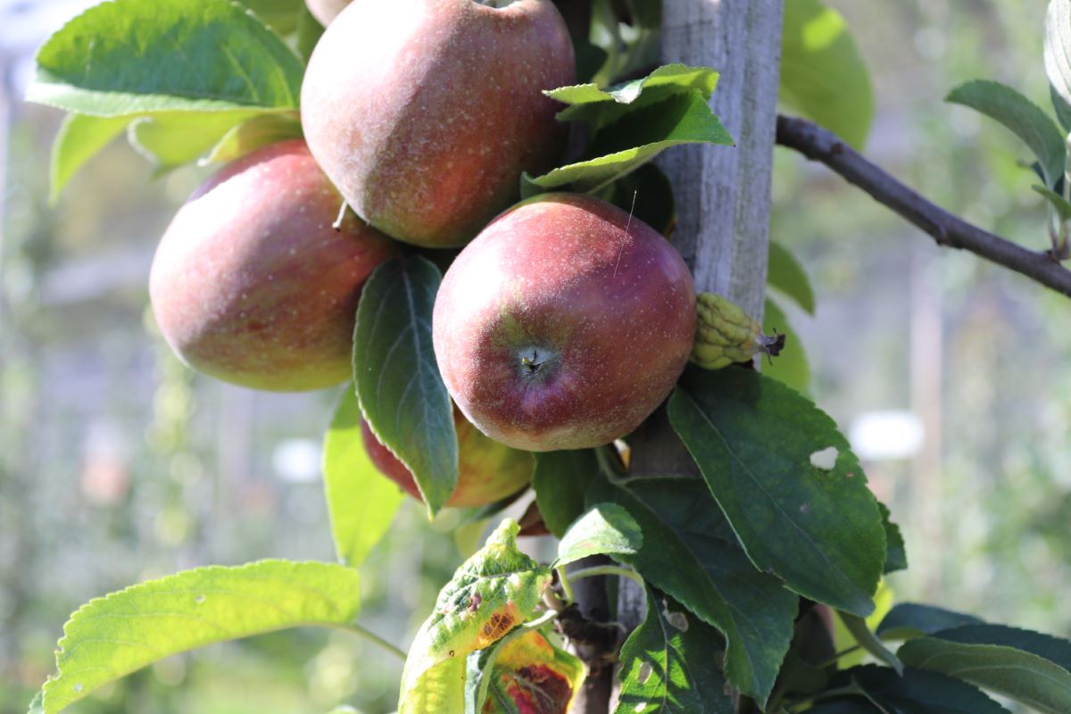 Cousinotte Rouge d'Hiver