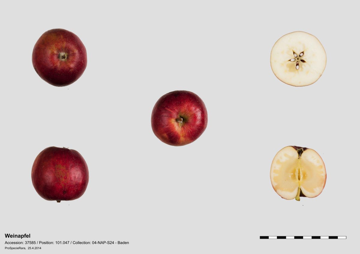 Cousinotte Rouge d'Hiver