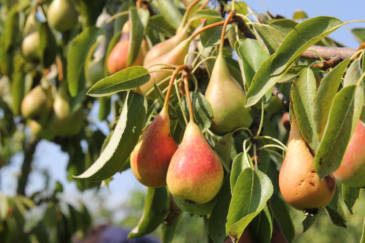 Lübecker Prinzessin