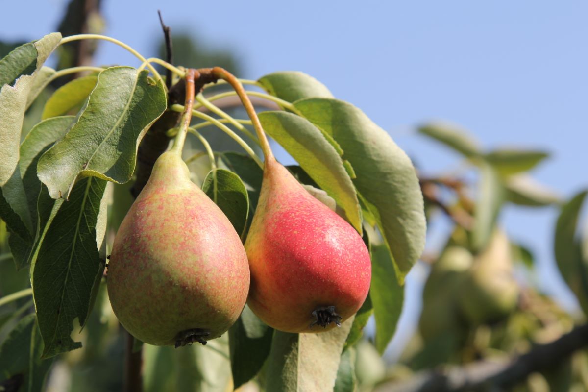 Lübecker Prinzessin