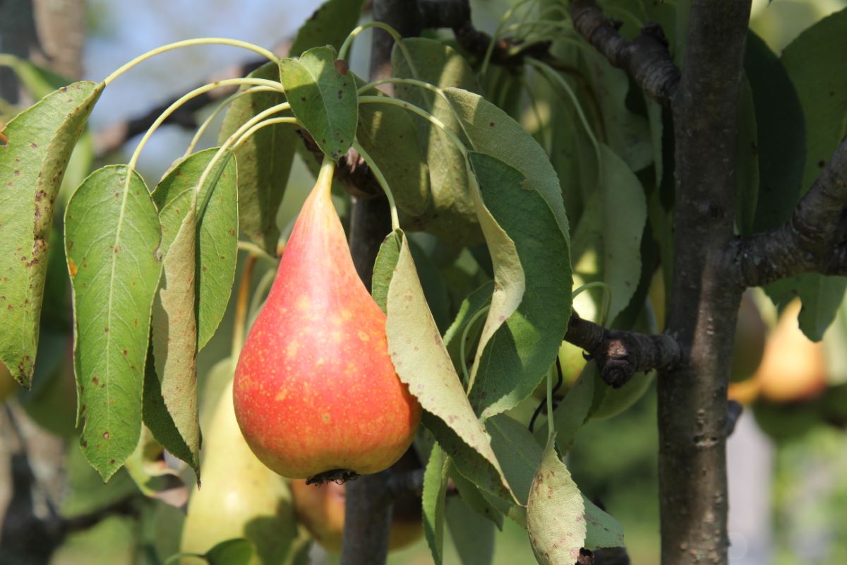 Lübecker Prinzessin