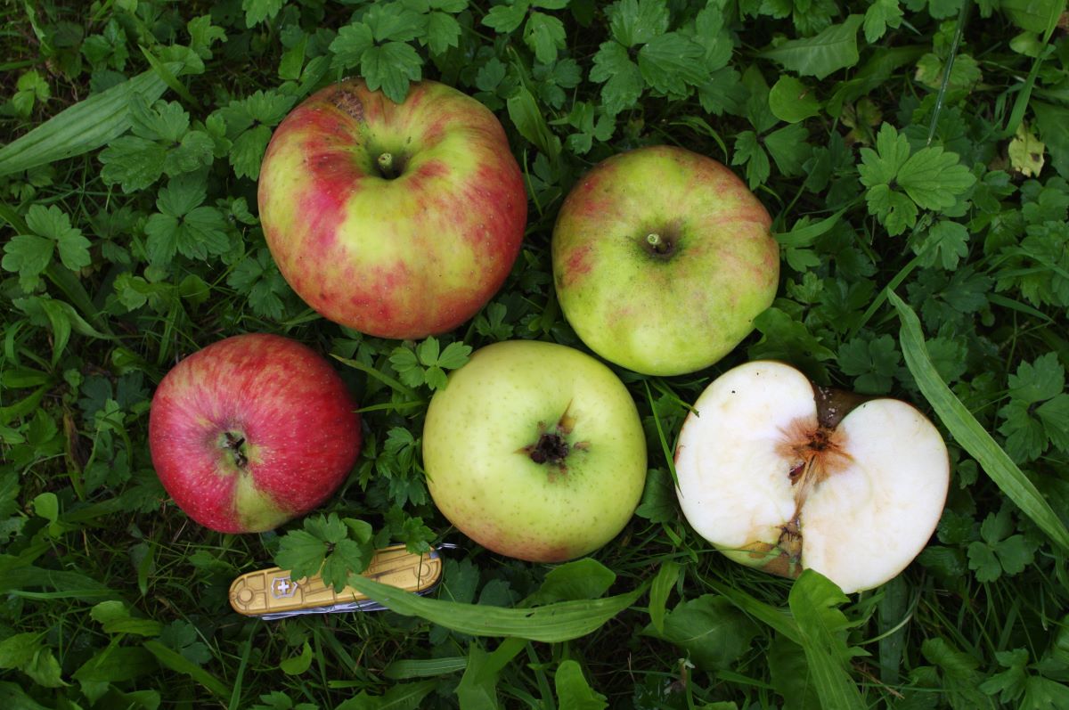 Juwel aus Kirchwerder