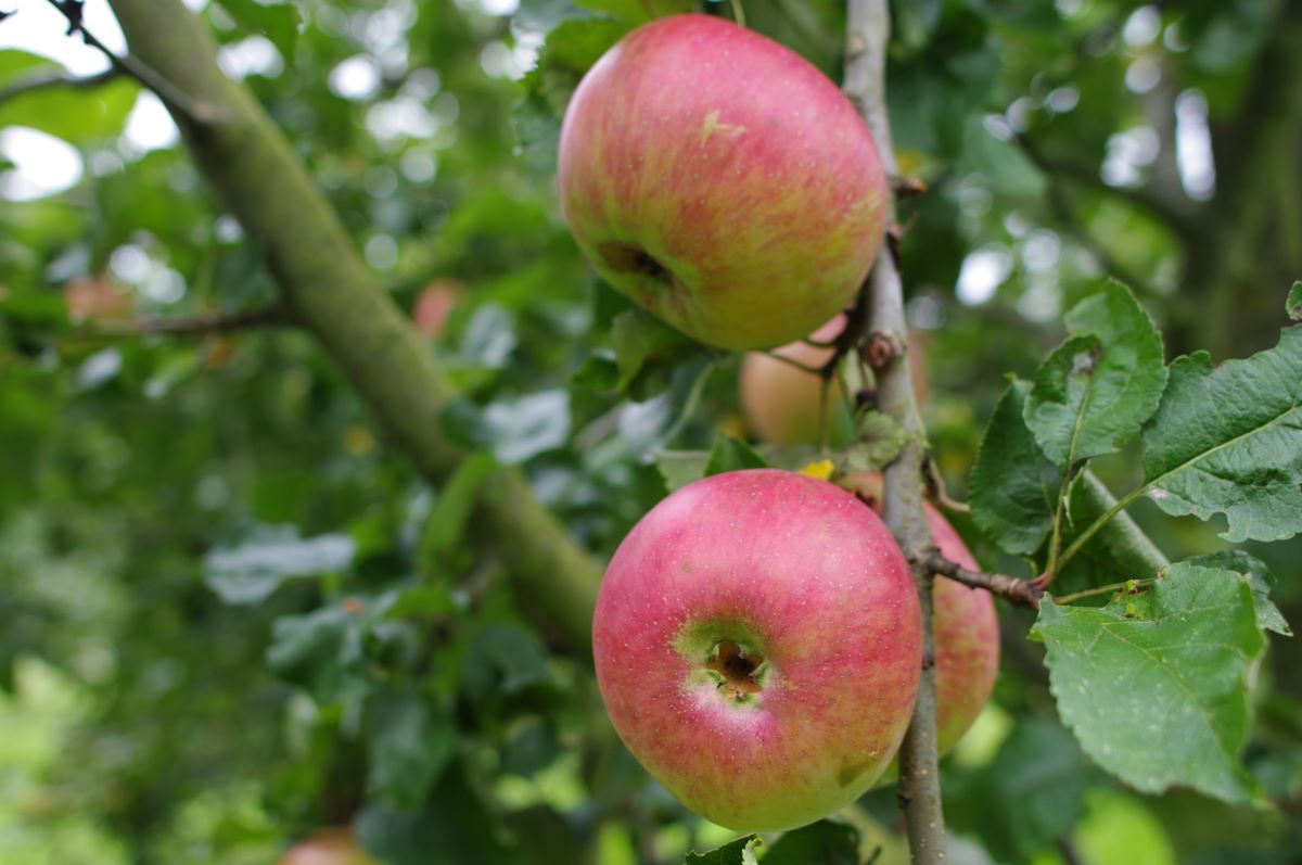 Juwel aus Kirchwerder