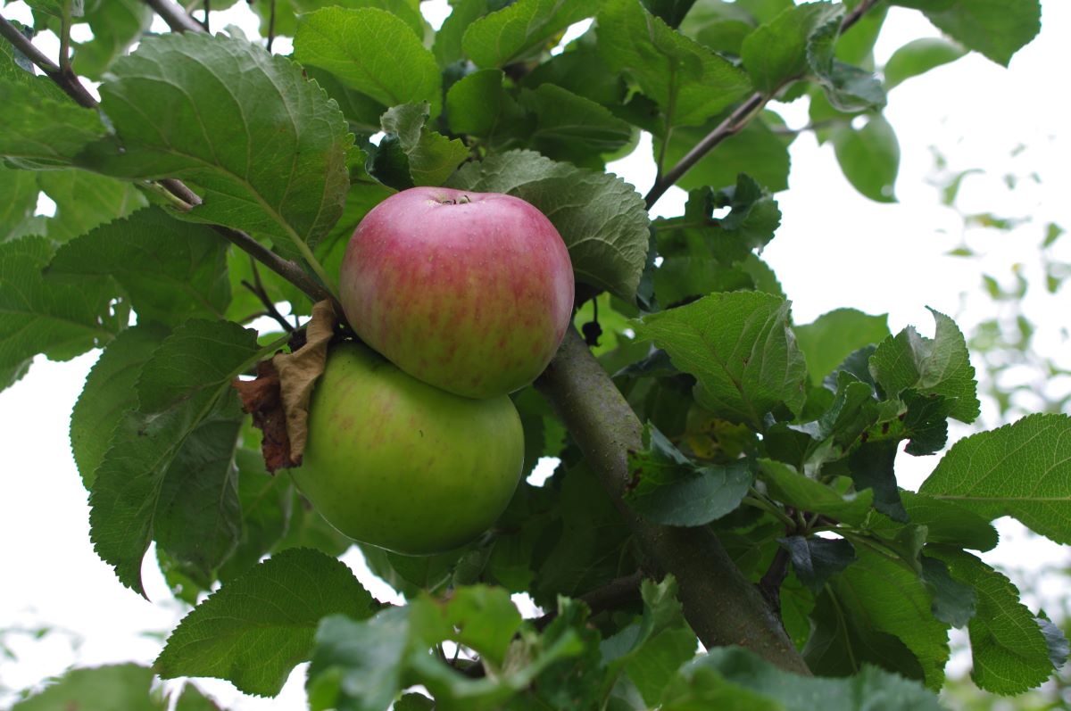 Juwel aus Kirchwerder