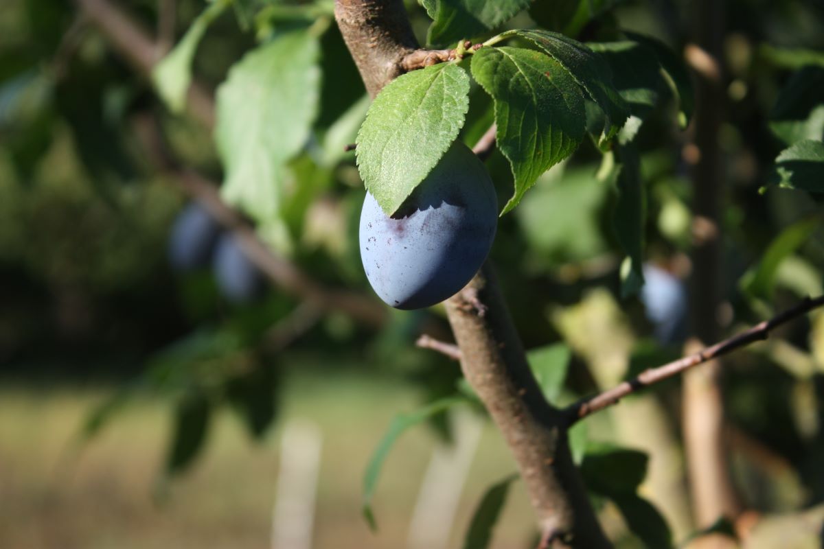 Wurzelechte Hauszwetschge