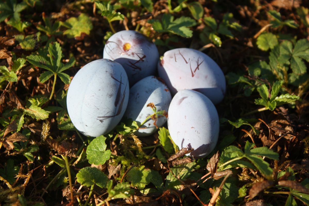 Wurzelechte Hauszwetschge