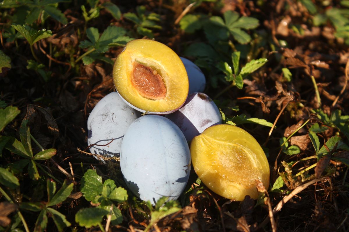 Wurzelechte Hauszwetschge