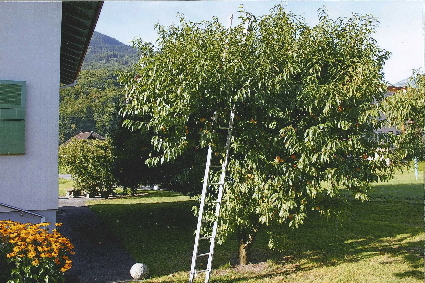 A Chair Jaune de Monthey