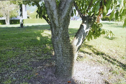 A Chair Jaune de Monthey