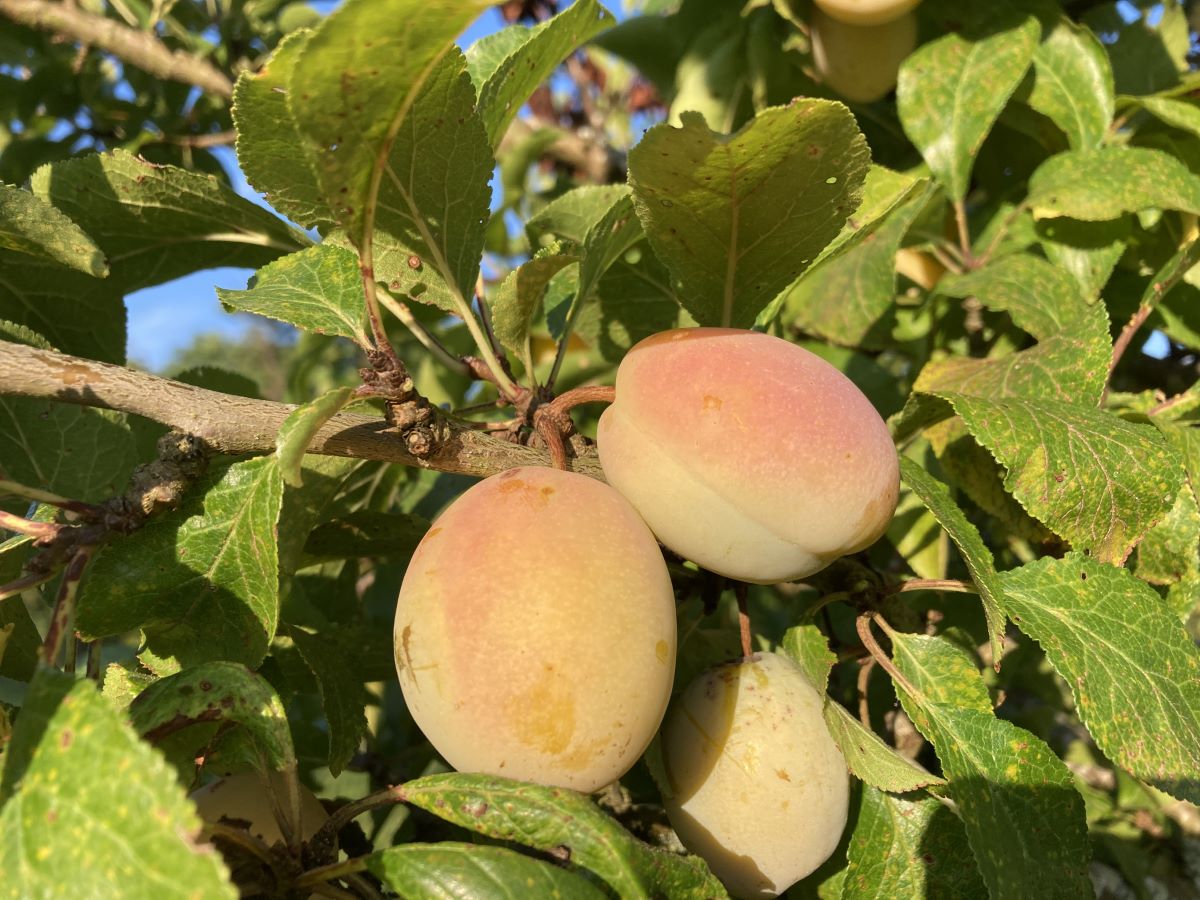 Liegels Gelbe Zwetschge