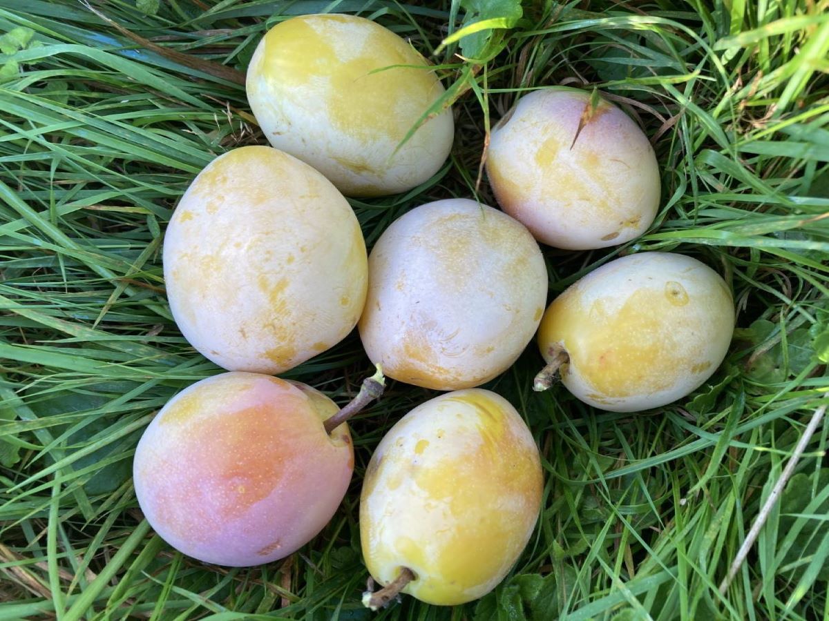 Liegels Gelbe Zwetschge