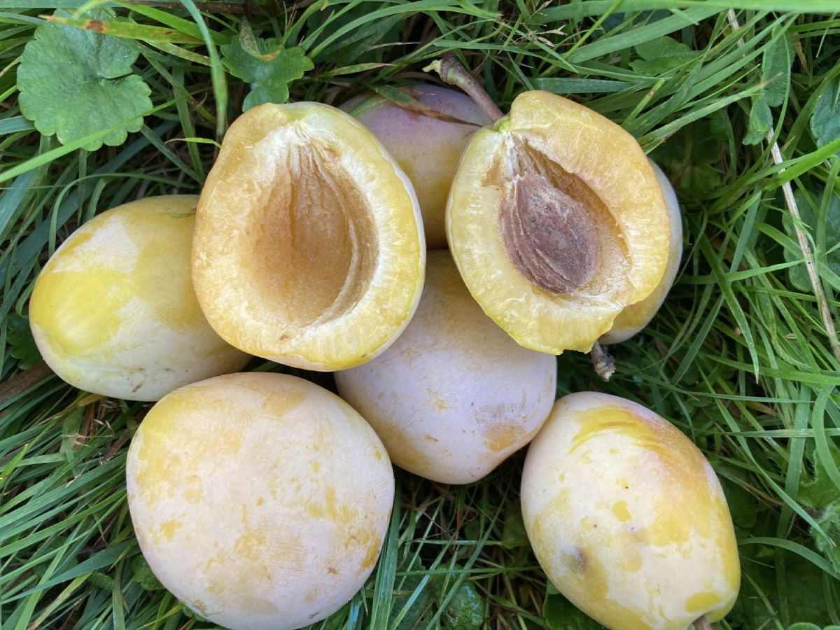 Liegels Gelbe Zwetschge