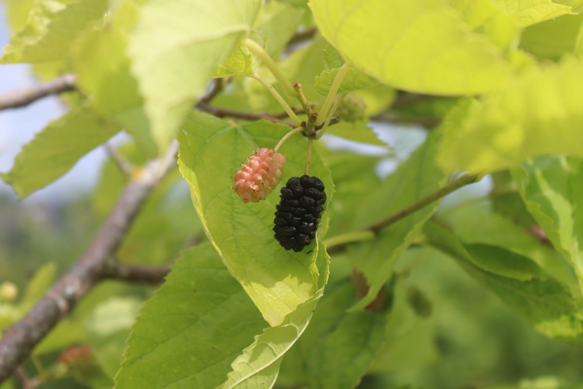 Illinois Everbearing