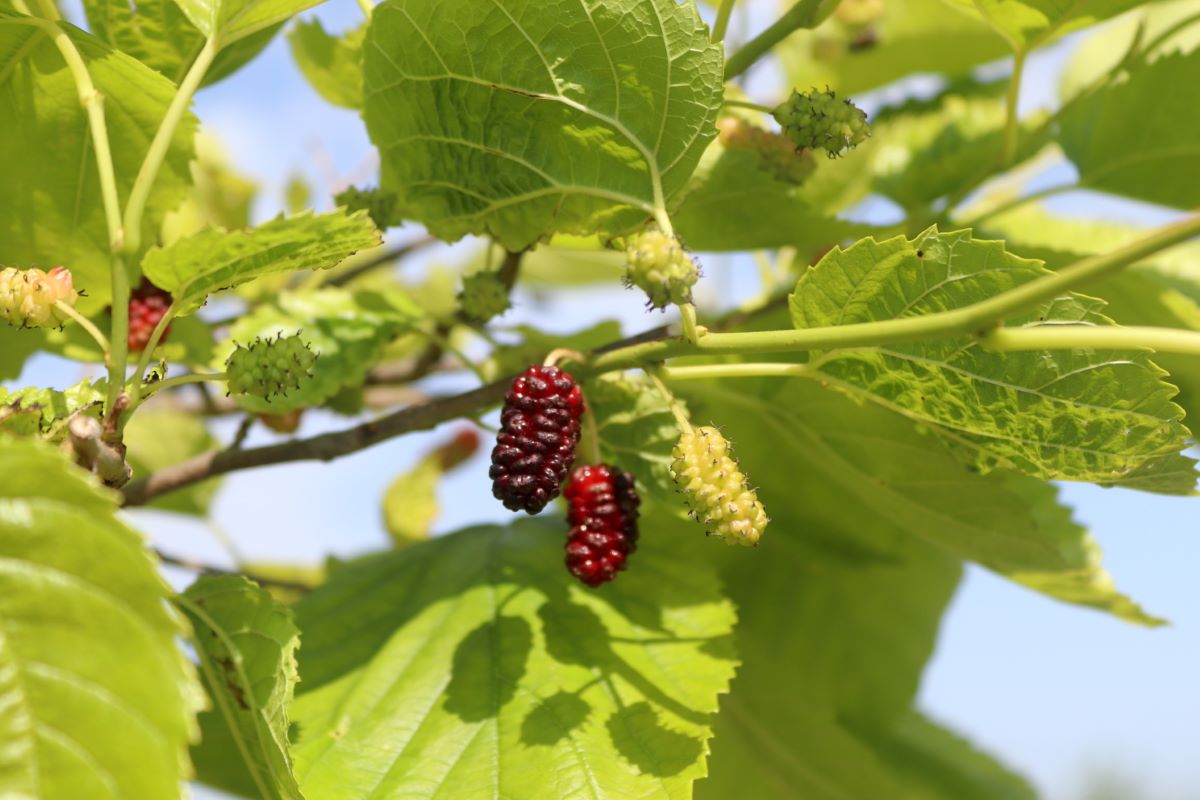 Illinois Everbearing