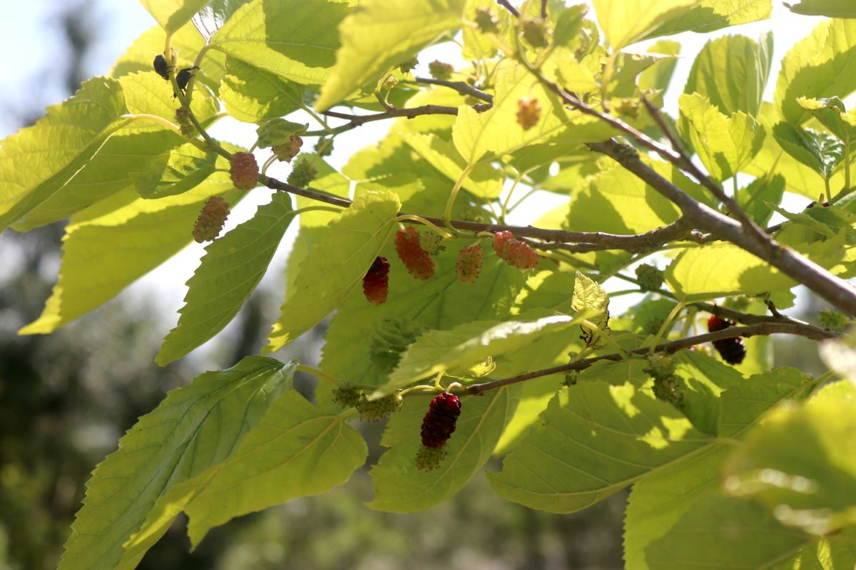 Illinois Everbearing