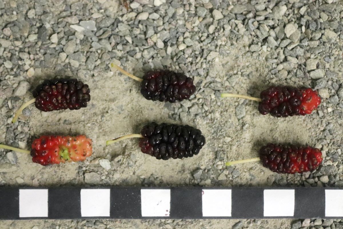 Illinois Everbearing