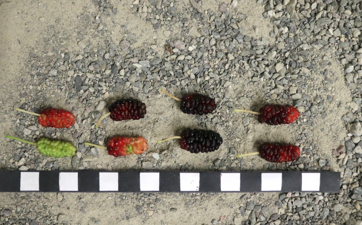 Illinois Everbearing